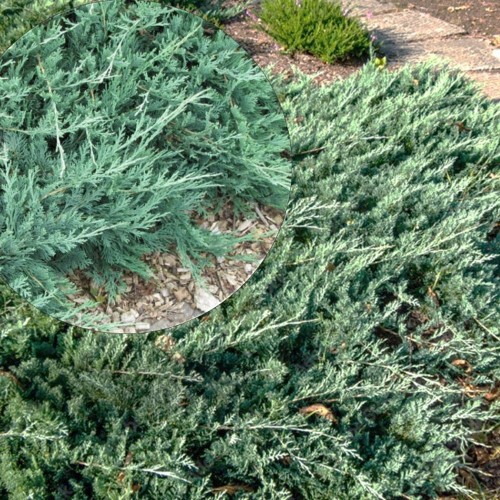 Juniperus horizontalis 'Douglasi' - Roomav kadakas 'Douglasi' P9/0,55L